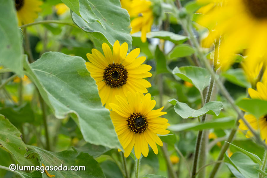 mini sunflower