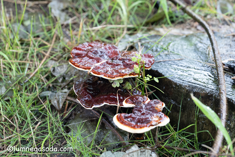 polypore