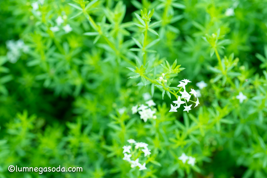 white florets