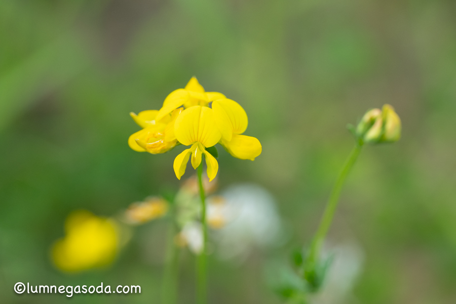 yellow flower