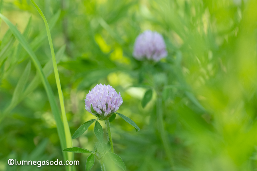 red clover