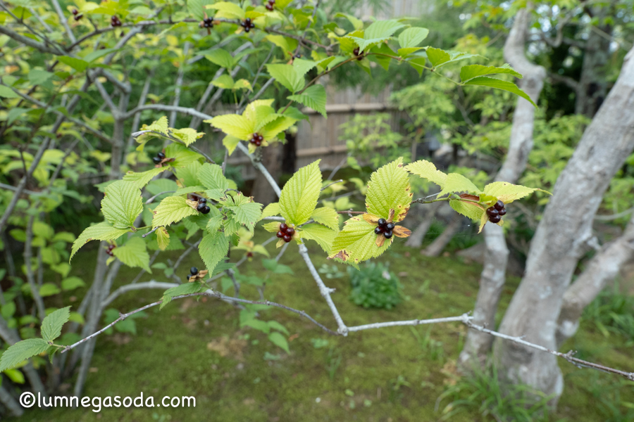 japanese rose