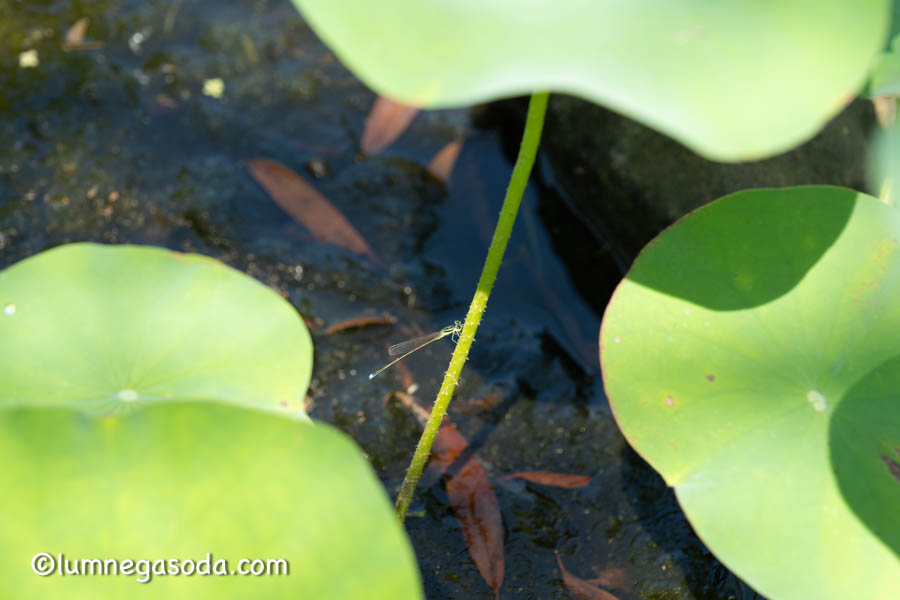 damselfly