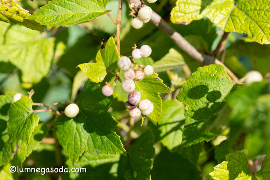 porcelain berry