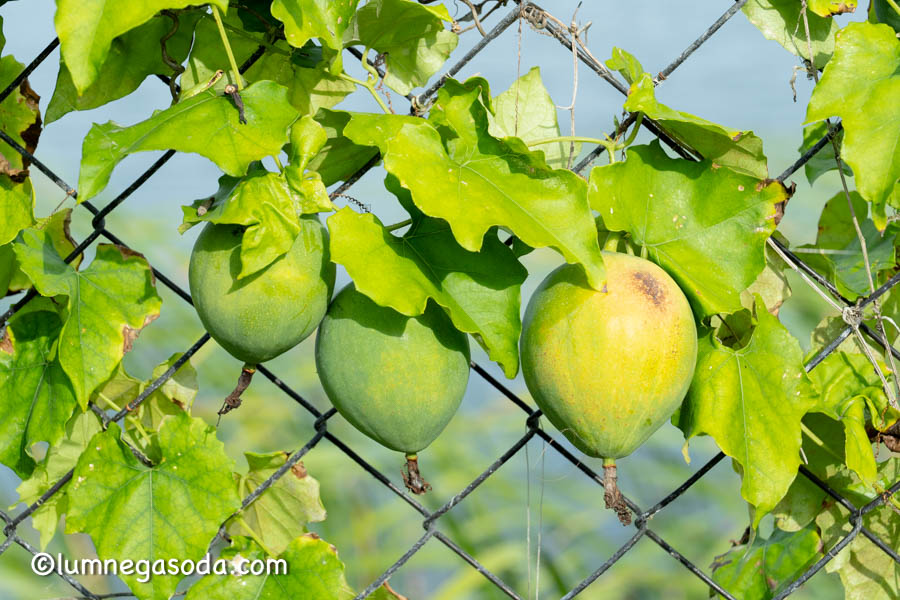 japanese snake gourd