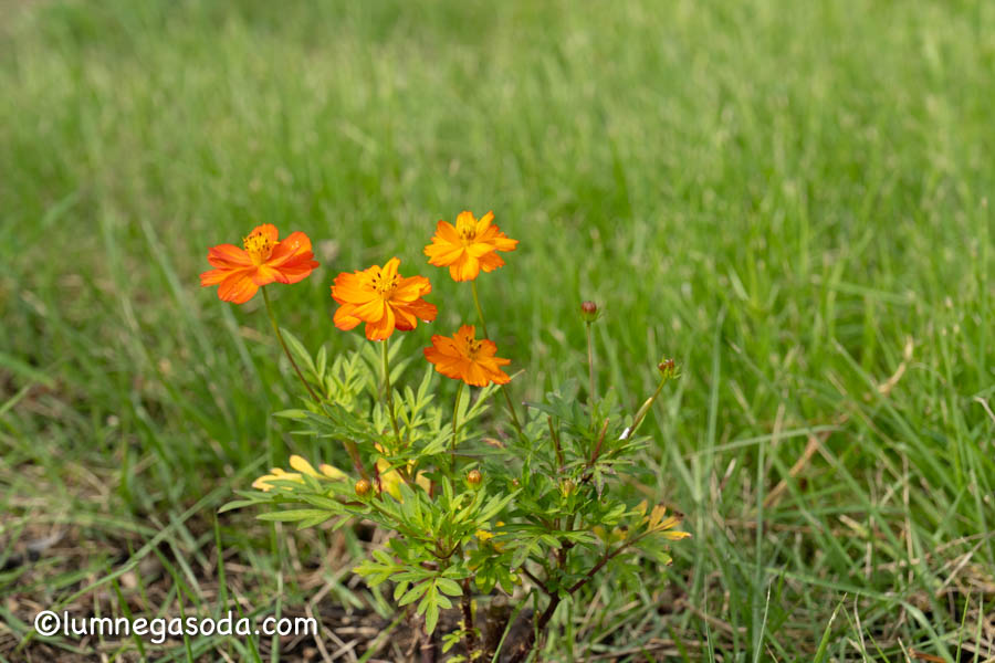 Golden cosmos