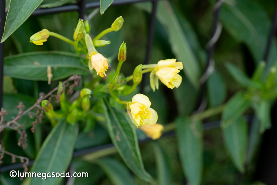 evening primrose